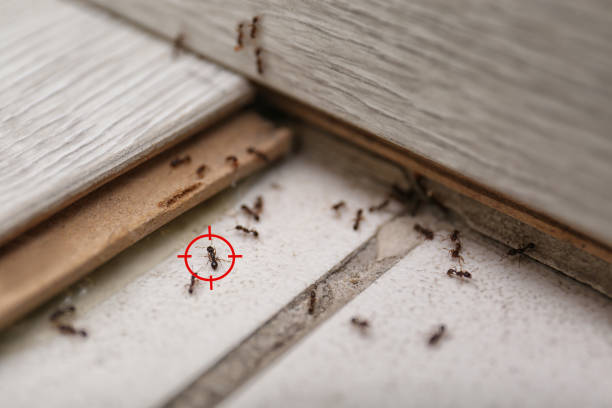 Best Best Pest Control Companies  in Clarion, IA