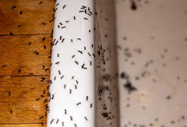 Best Flea Control Services  in Clarion, IA